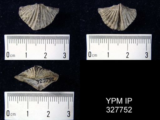 Delthyris consobrinus