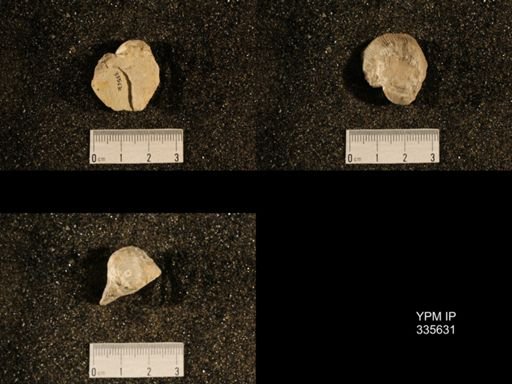 Linoproductus sp.
