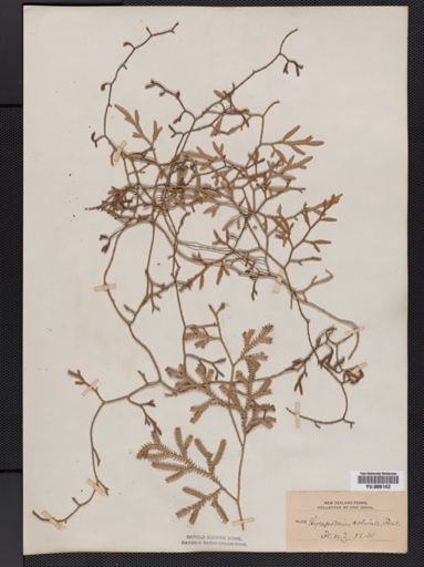 Lycopodium