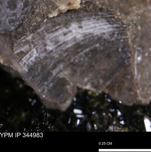 Limopsis striatopunctatus