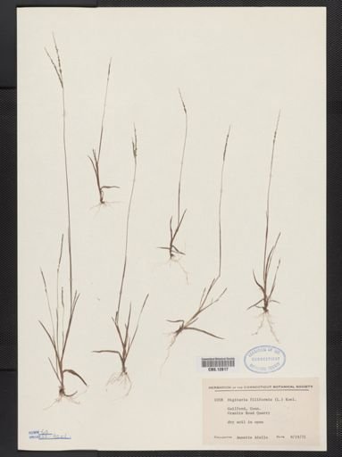 Digitaria filiformis