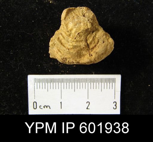 Leptaena sp.