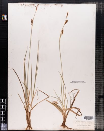 Carex panicea