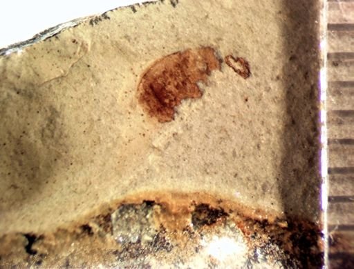 undet. Coleoptera