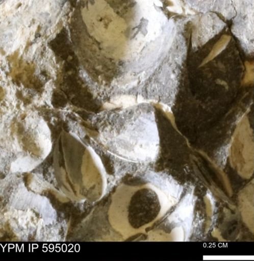 Protocardia sp.