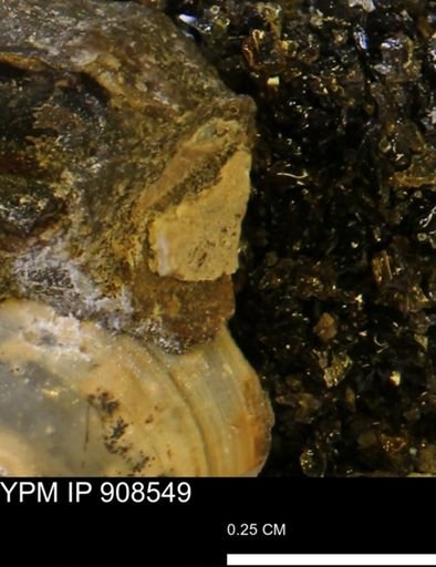 undet. Mollusca