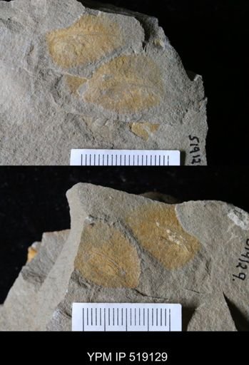 undet. Trilobita