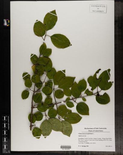Plantae