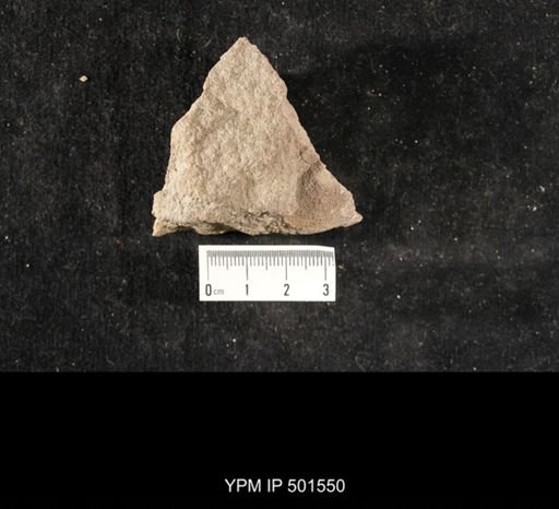Astartella sp.
