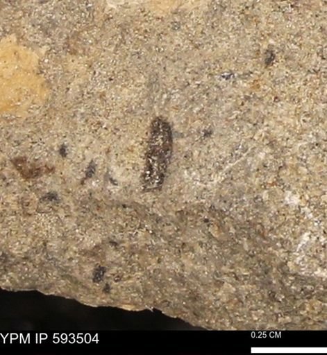 taxon undetermined