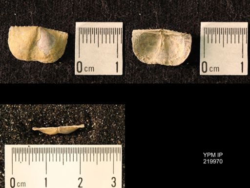 Chonetes sp.