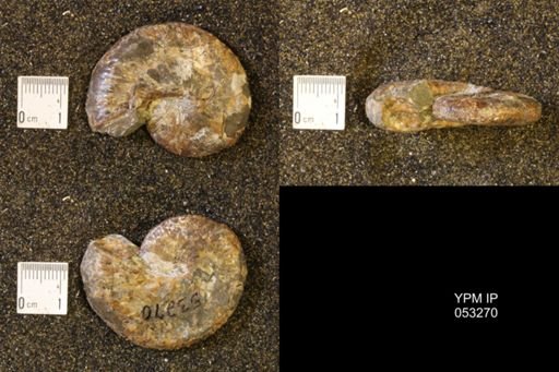Discoscaphites conradi