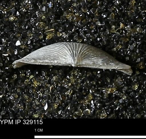 Chonetes scitulus