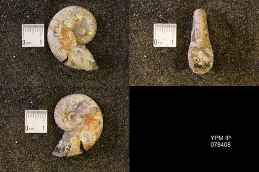 Hoploscaphites nicolletii