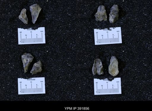 Scaphites whitfieldi
