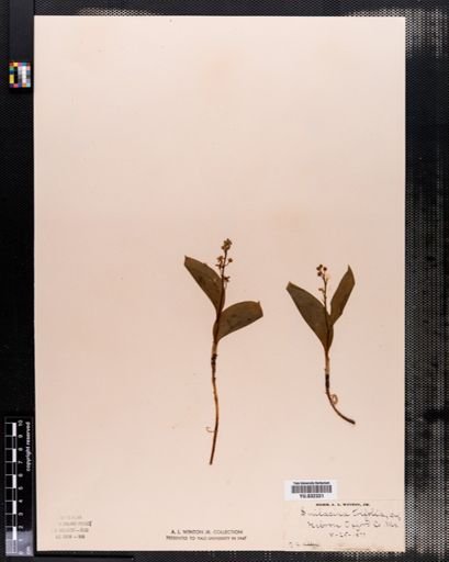 Maianthemum