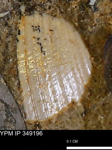 Limopsis striatopunctatus