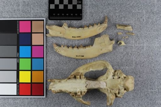 Daphoenus vetus