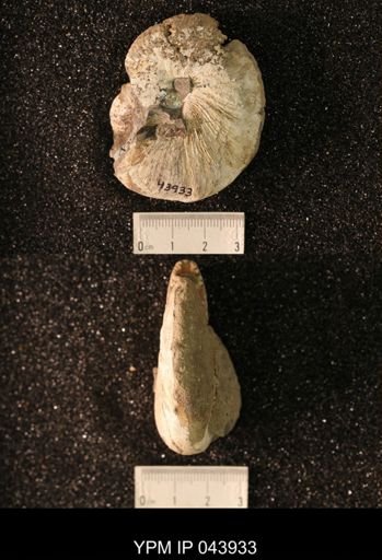 Hoploscaphites nicolletii