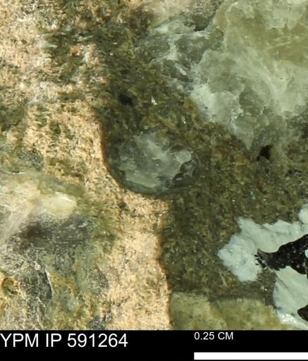 undet. Mollusca