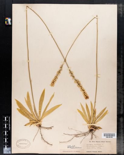 Aletris farinosa