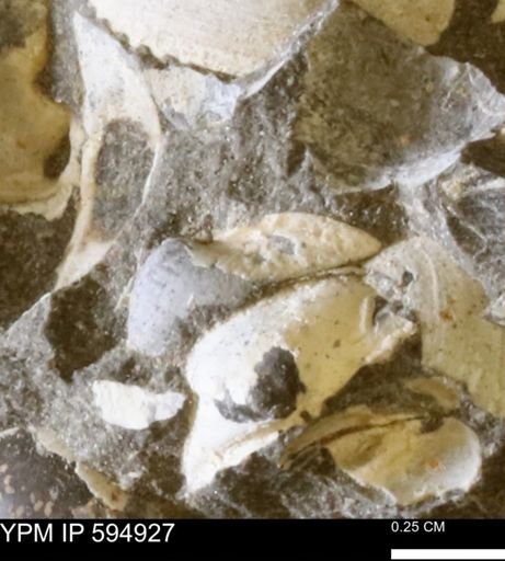 Limopsis striatopunctatus