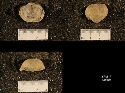 Linoproductus cora