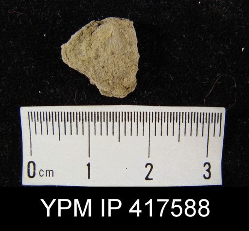 undet. Orthida