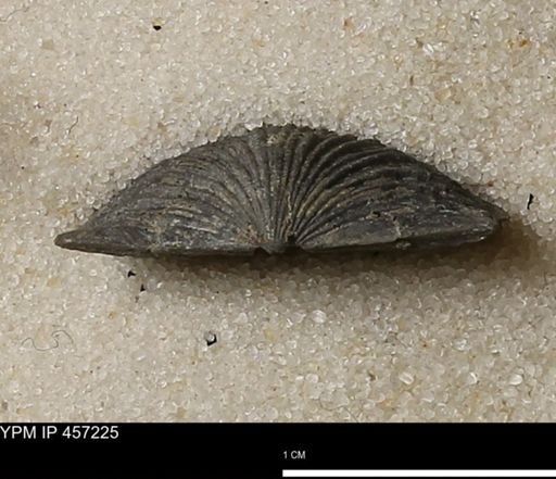 Stropheodonta erratica fissicosta