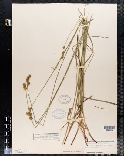 Carex bicknellii