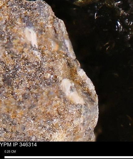 undet. Mollusca
