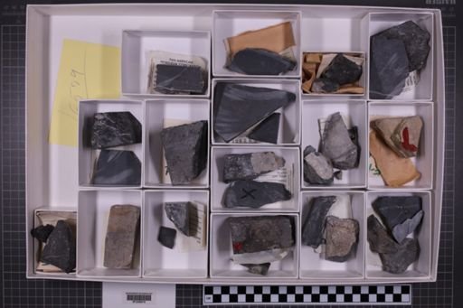 mixed taxa, stratigraphic collection