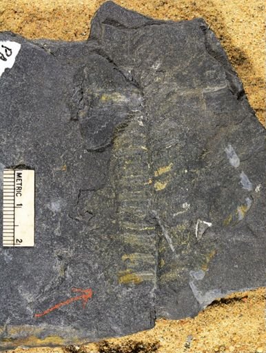 Asterotheca sp.