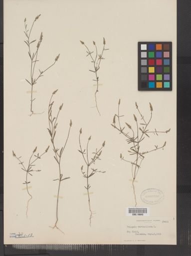 Polygala verticillata