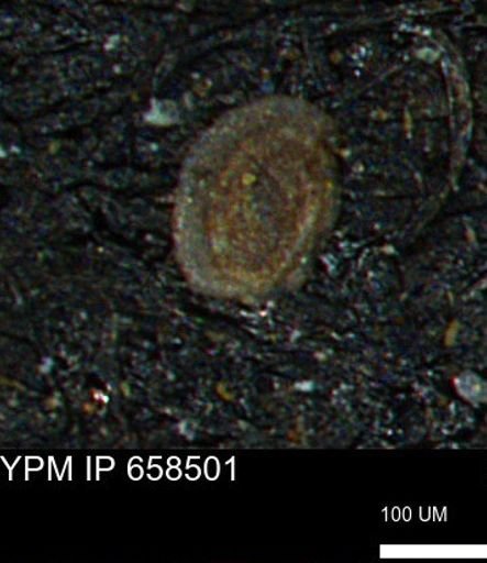 Spirolocammina subcircularis