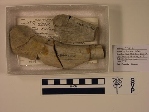 Hadrosauridae