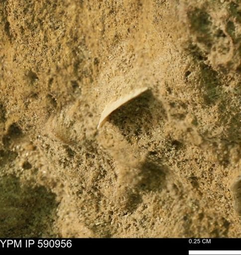undet. Bivalvia