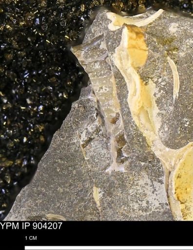 undet. Sphenodiscidae