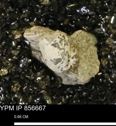 undet. Mollusca