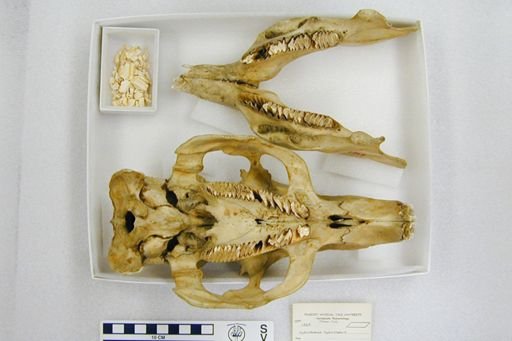 Hydrochaeris hydrochaeris