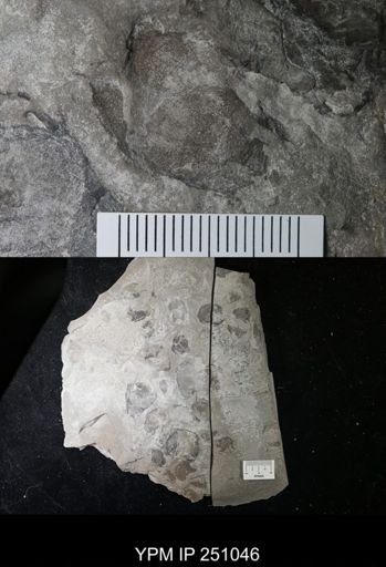 undet. Cephalopoda