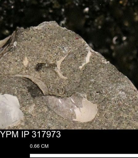 undet. Mollusca