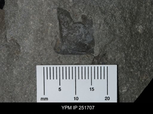 undet. Eurypterida
