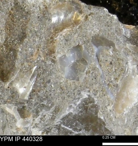 Protocardia subquadrata