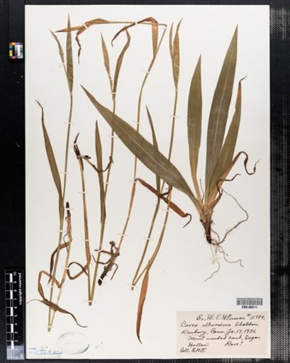 Carex albursina