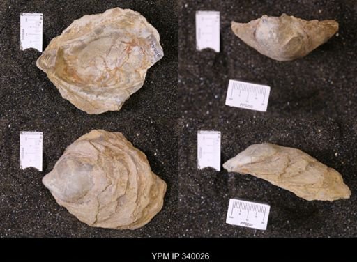 Ostrea glabra wyomingensis