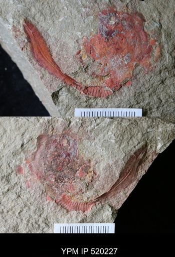 Nimchacystis agterbosi