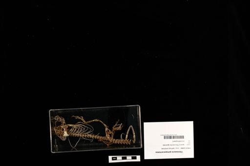 Ctenosaura quinquecarinatus