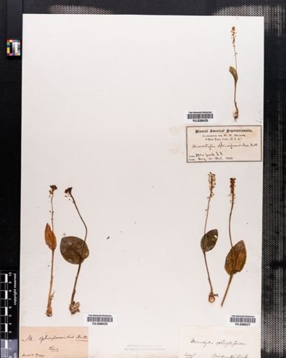 Malaxis unifolia