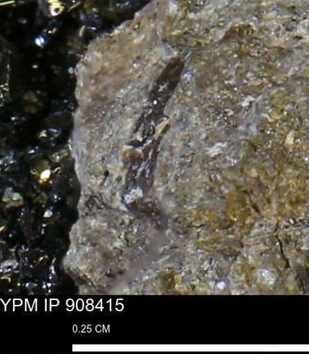 undet. Mollusca